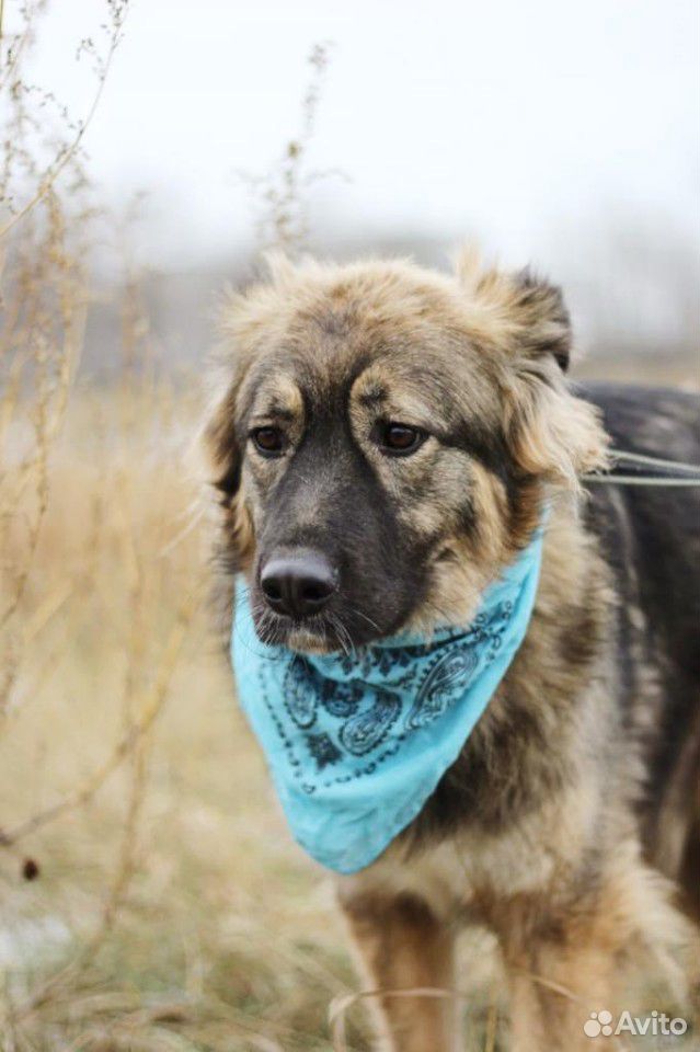 Чудесная собака Шерри для семьи в добрые руки купить на Зозу.ру - фотография № 2