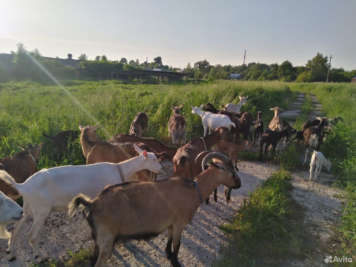 Продаю козлят и дойных коз купить на Зозу.ру - фотография № 7