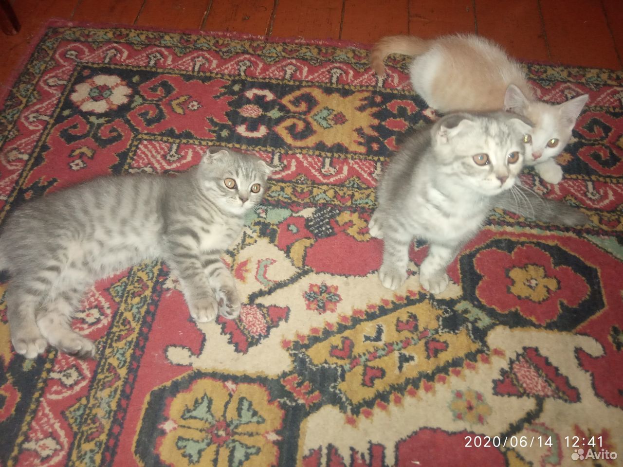 Котята от британца и шотландской кошки купить на Зозу.ру - фотография № 10
