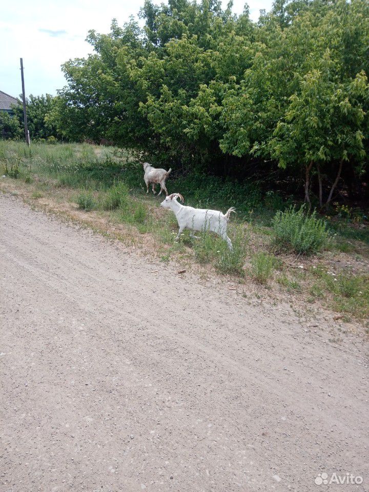Козёл и коза купить на Зозу.ру - фотография № 3