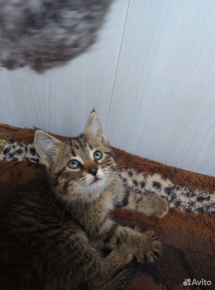 Котёнок Тишка купить на Зозу.ру - фотография № 2