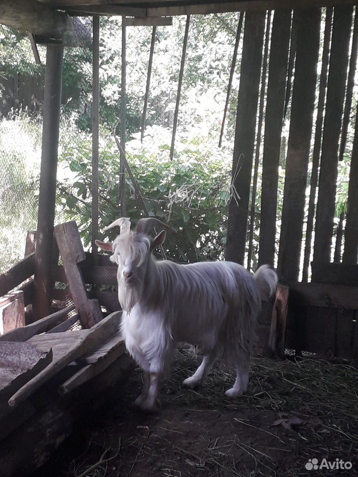 Продам активного шустрого козла на племя и 2 молод купить на Зозу.ру - фотография № 6
