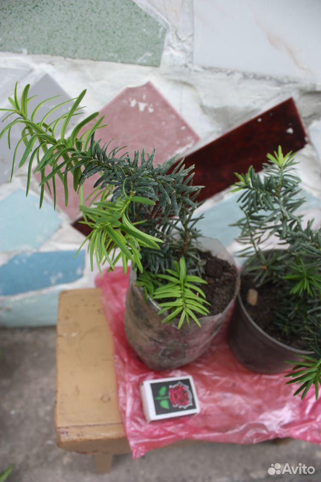 Тис - вечнозеленое хвойное дерево (кустарники) купить на Зозу.ру - фотография № 6
