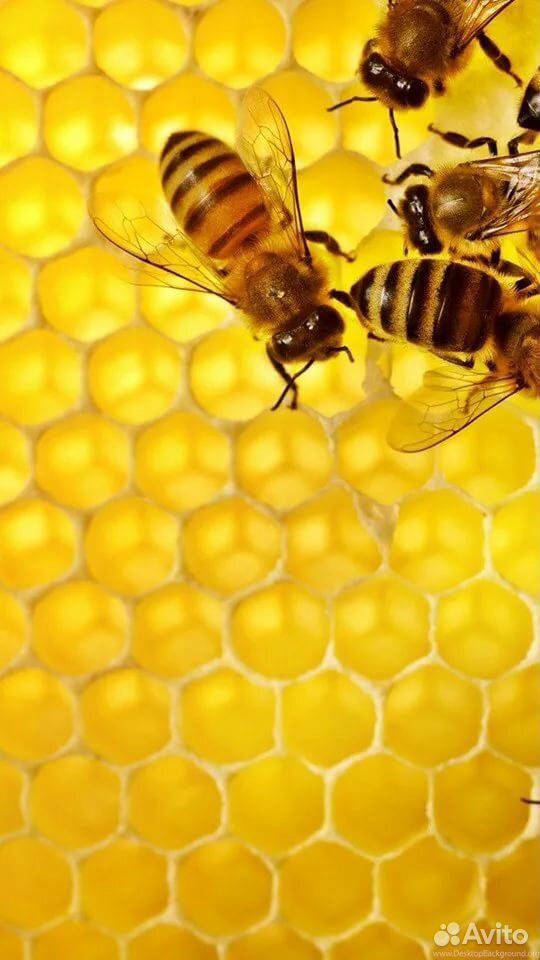 Пчёлы, пчёлосемьй купить на Зозу.ру - фотография № 1