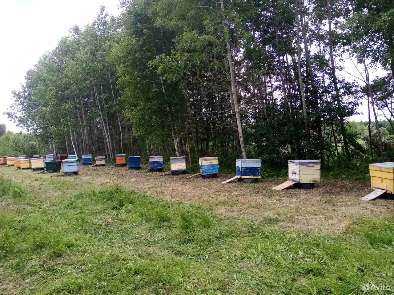 Пасека пчёл"карника" с мёдом купить на Зозу.ру - фотография № 1
