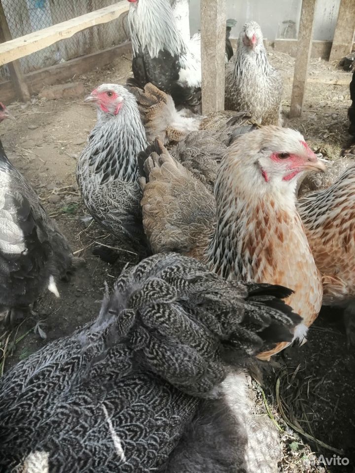 Выведу цыплят брам продам инкубационное яйцо купить на Зозу.ру - фотография № 5