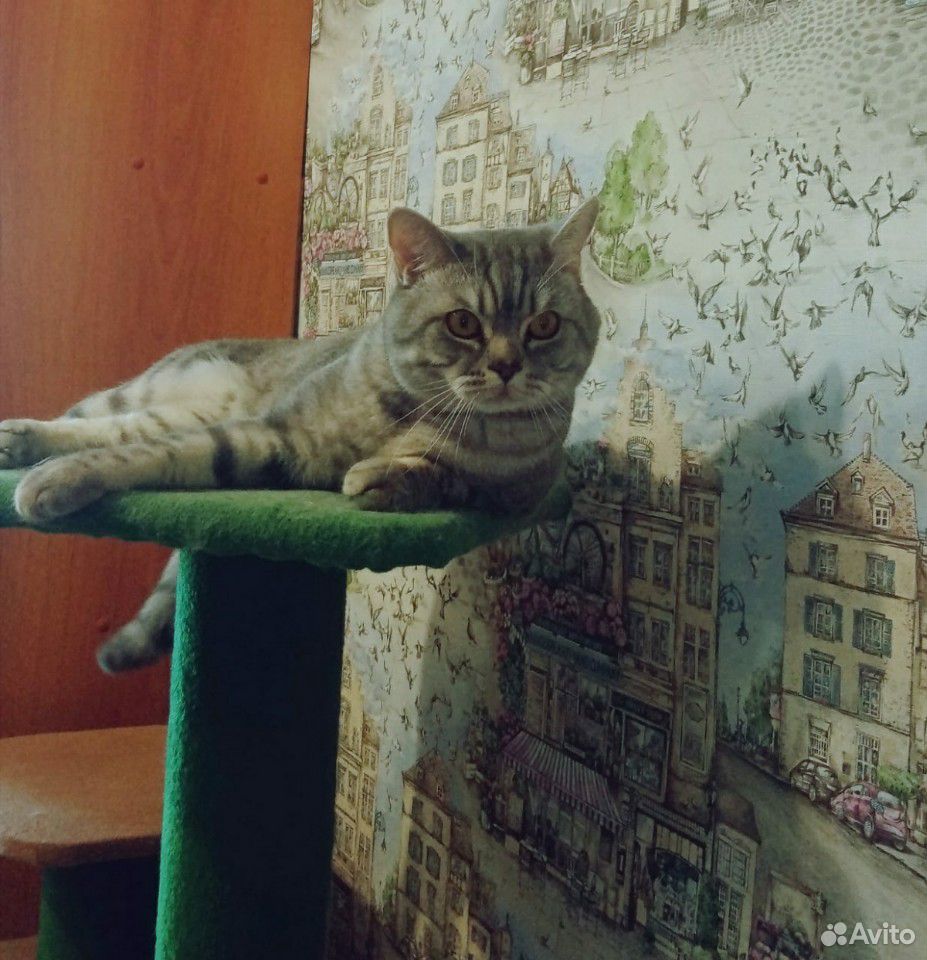 Британские котята купить на Зозу.ру - фотография № 10