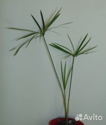 Dieffenbachia Фоты продаваемых растений купить на Зозу.ру - фотография № 6