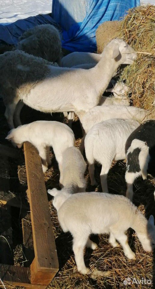 Овцы породы доро на племя купить на Зозу.ру - фотография № 3