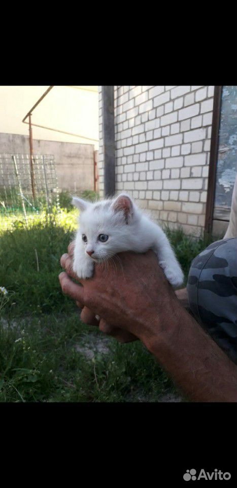 Пушистые котята купить на Зозу.ру - фотография № 1