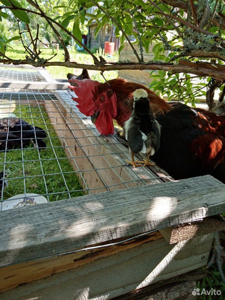 Цыплята, яйца инкубационные, петухи на племя купить на Зозу.ру - фотография № 7