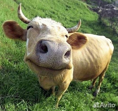 Справные коровы на мясо купить на Зозу.ру - фотография № 1