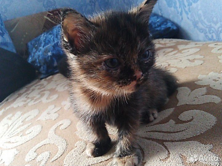 Красивый котёнок ищет дом купить на Зозу.ру - фотография № 2