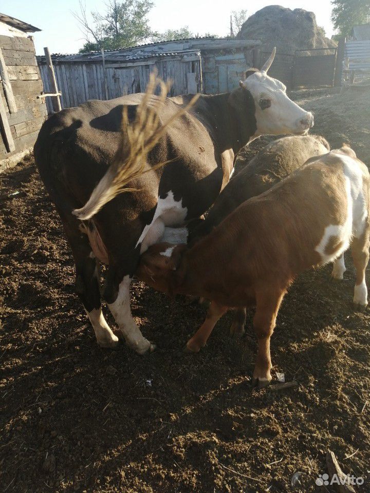 Корова с телятами купить на Зозу.ру - фотография № 4