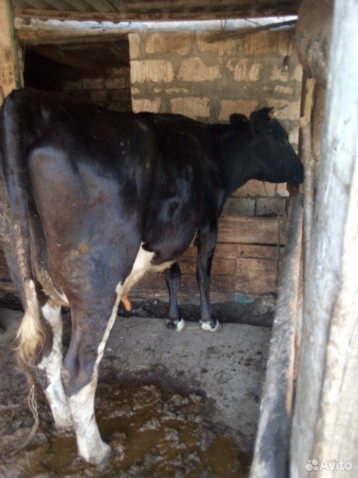 Коровы,бык,телята купить на Зозу.ру - фотография № 9