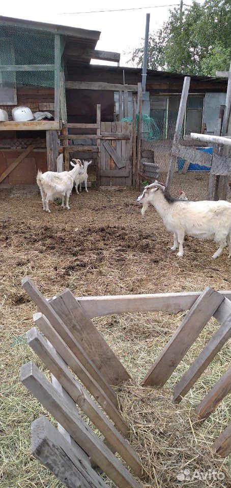 3 двойные козы, коза подросток, и рабочий казел купить на Зозу.ру - фотография № 4