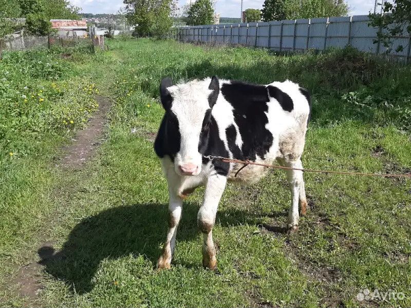 Корова девочка купить на Зозу.ру - фотография № 1