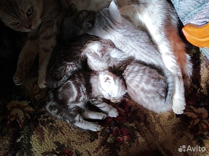 Котята два месяца купить на Зозу.ру - фотография № 1