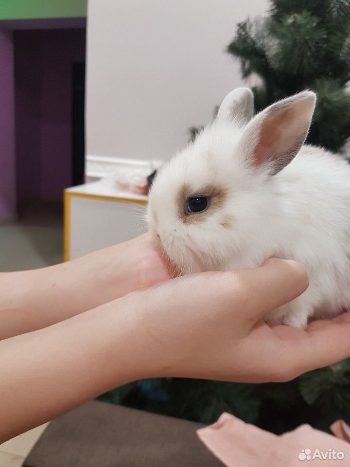 Кролик карликовый купить на Зозу.ру - фотография № 1