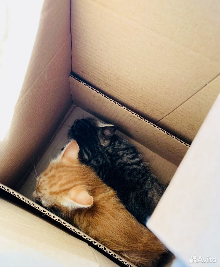 Нашли котят в коробке. Очень ищем им дом купить на Зозу.ру - фотография № 6