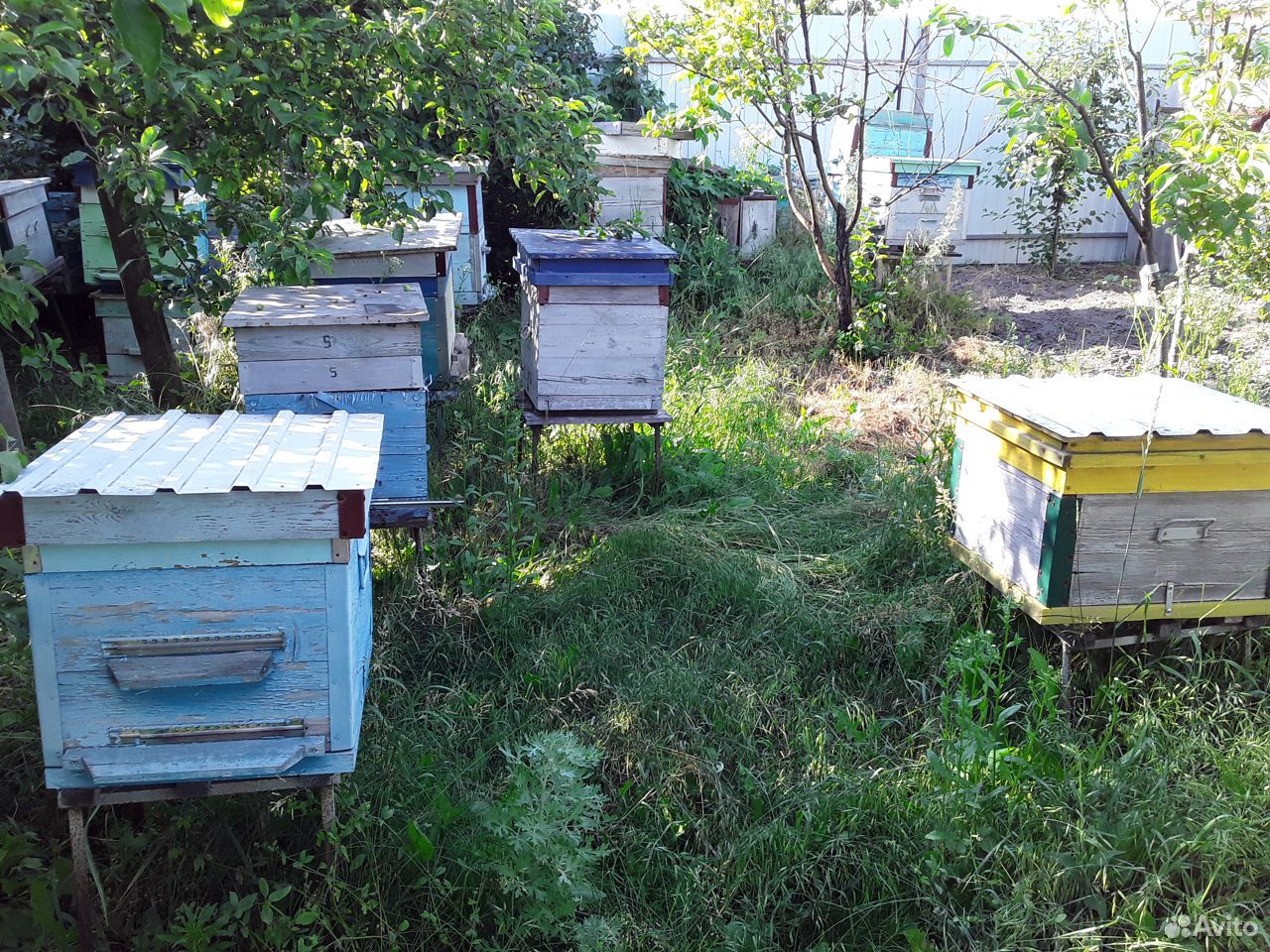 Пчелы и ульи купить на Зозу.ру - фотография № 2