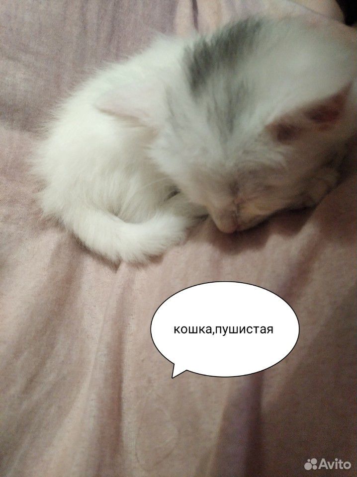 Котята Бесплатно купить на Зозу.ру - фотография № 3
