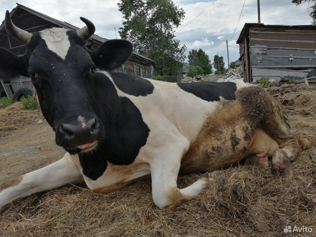 Корова на мясо или на содержание купить на Зозу.ру - фотография № 3