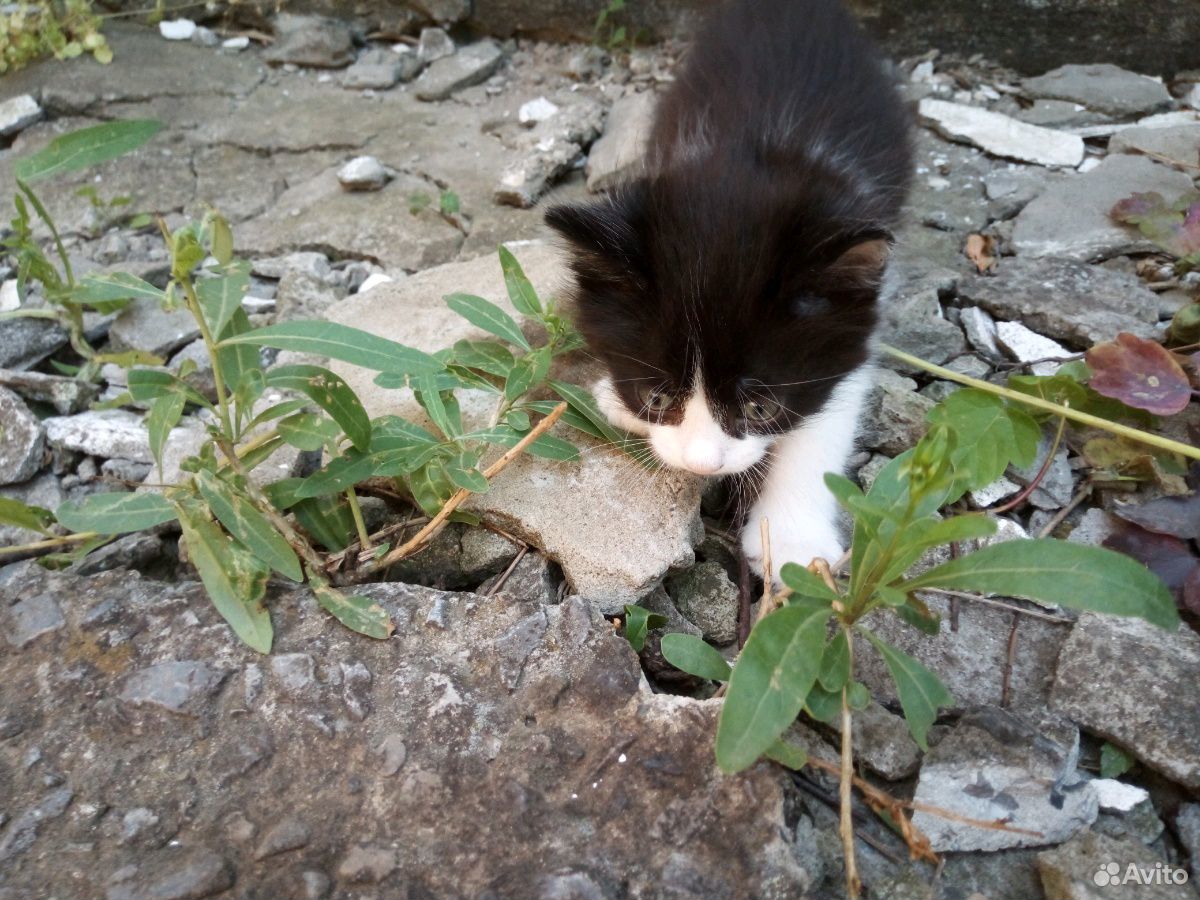 Котенок черно-белый купить на Зозу.ру - фотография № 4