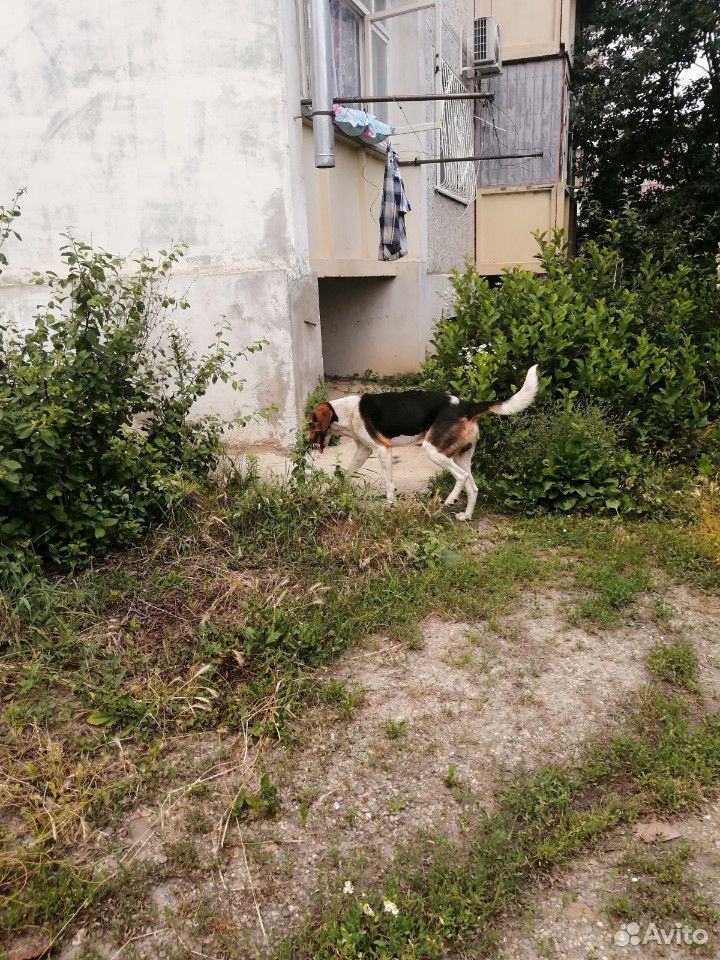 Собака потеряшка купить на Зозу.ру - фотография № 4