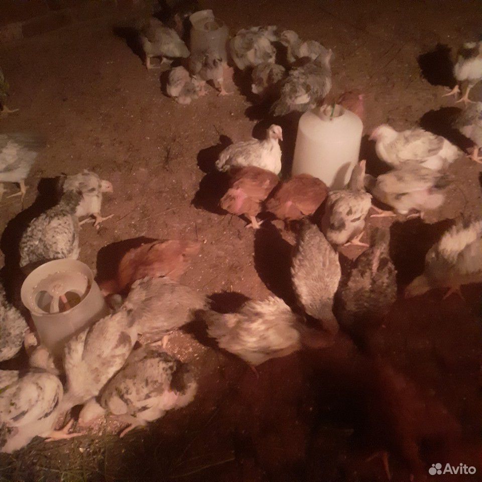 Суточные подрощеные цыплята, утята, бролер белый купить на Зозу.ру - фотография № 1