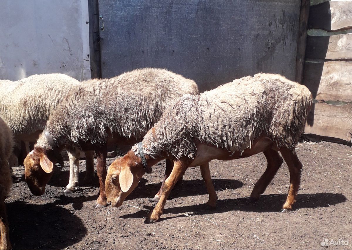 Баран,ярки,овцы купить на Зозу.ру - фотография № 3