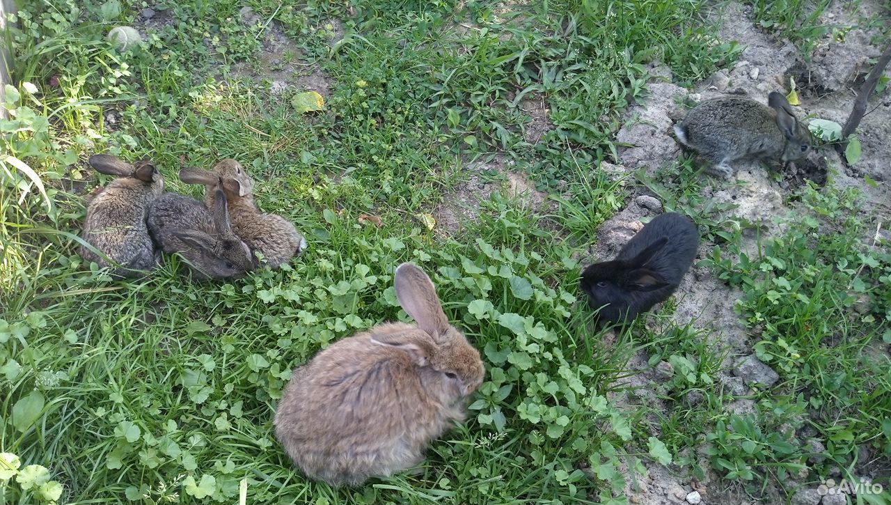 Кролики мясные купить на Зозу.ру - фотография № 9