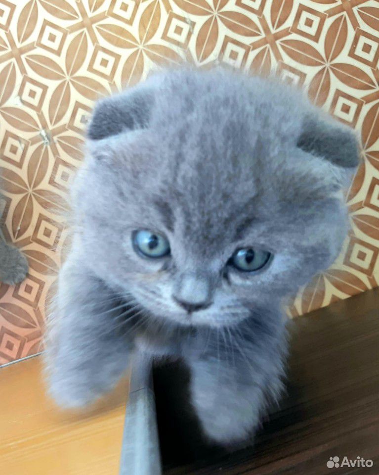 Шатландские котятки купить на Зозу.ру - фотография № 1