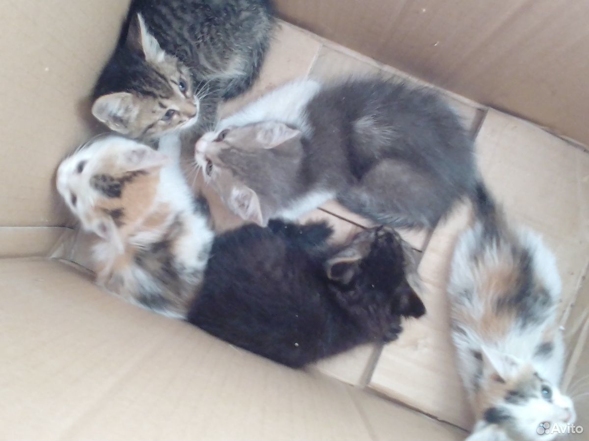 Маленькие котята купить на Зозу.ру - фотография № 5