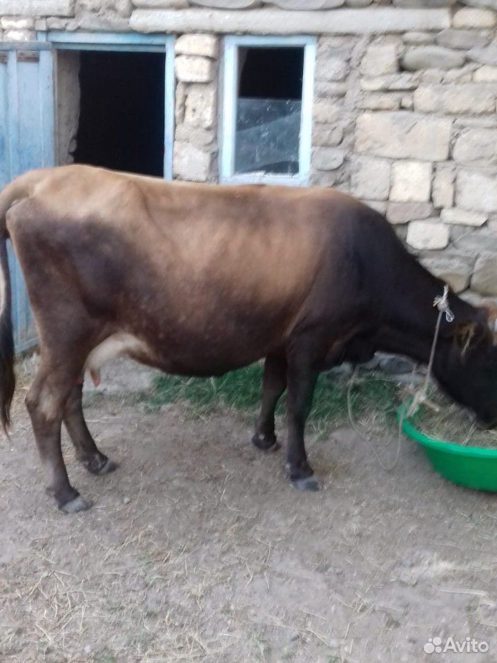 Дойная корова купить на Зозу.ру - фотография № 10