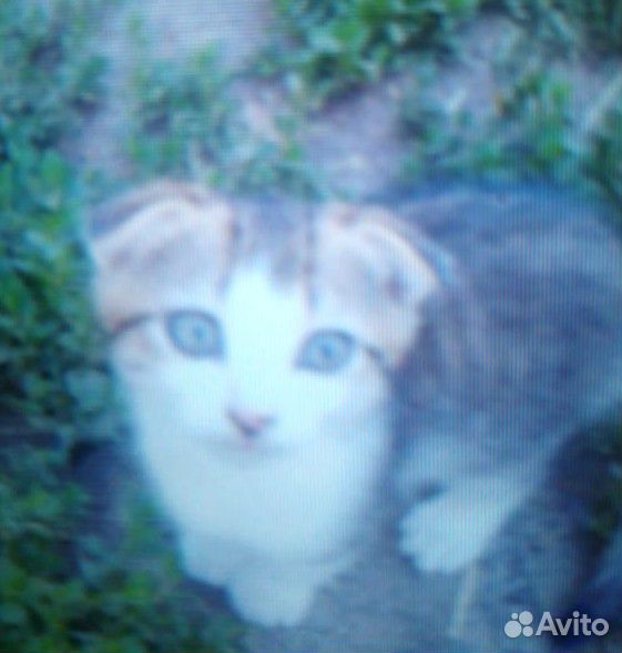 Вислоухие котята бесплатно в добрые руки купить на Зозу.ру - фотография № 5