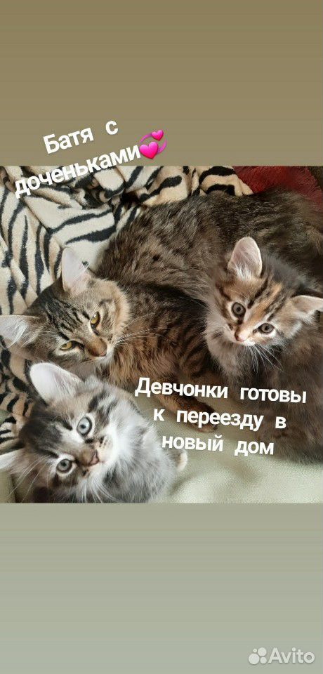 Кошечки купить на Зозу.ру - фотография № 1