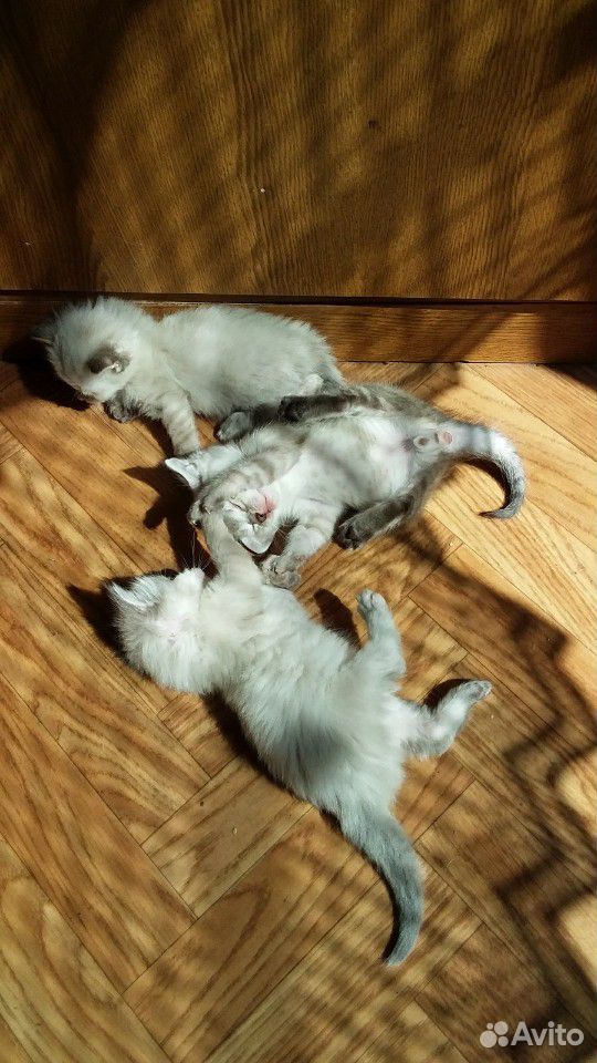 Котята от сиамской кошки купить на Зозу.ру - фотография № 6