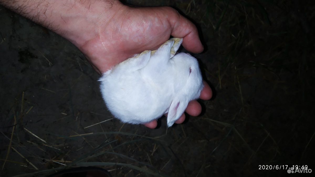 Крольчата купить на Зозу.ру - фотография № 4