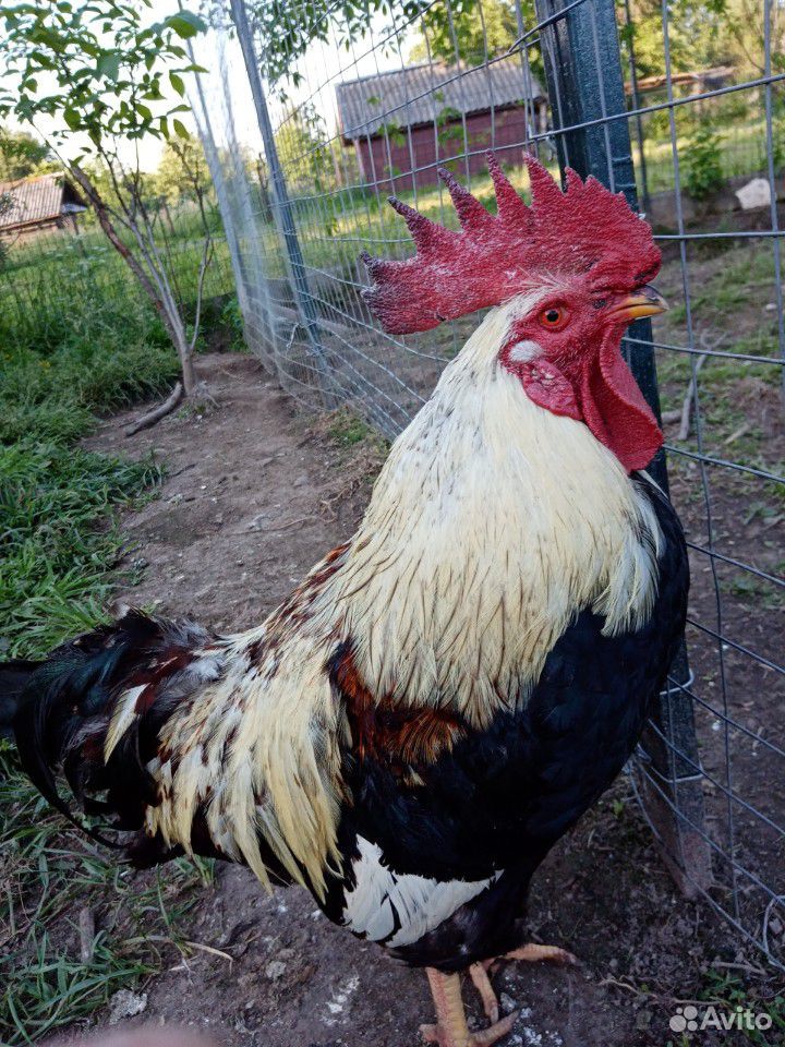 Цыплята, инкубационные яйца, петухи на племя купить на Зозу.ру - фотография № 6