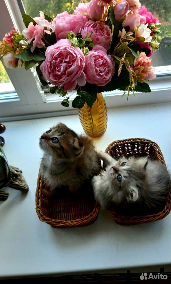 Котёноки купить на Зозу.ру - фотография № 3