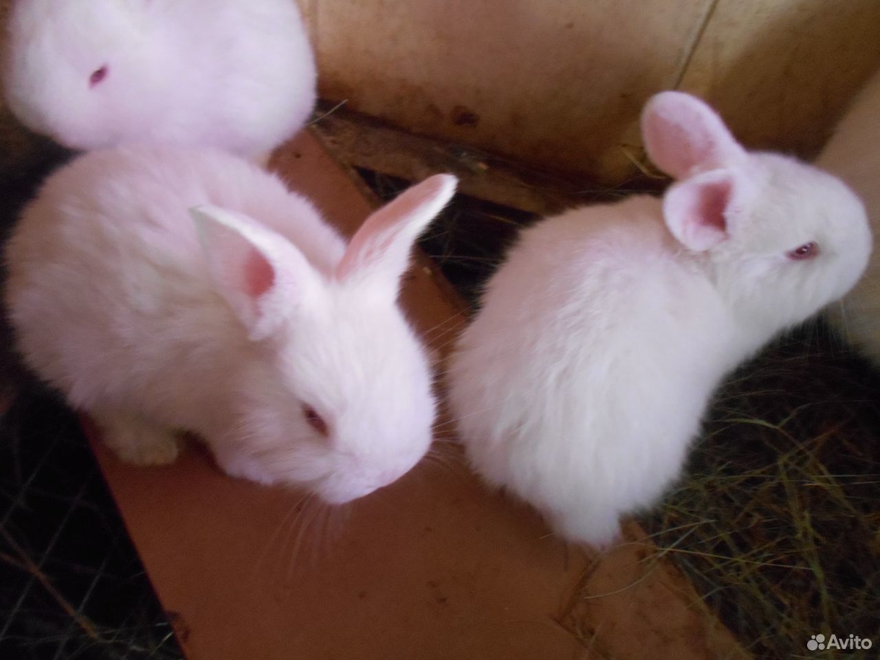 Крольчата новозеландскои белои купить на Зозу.ру - фотография № 2