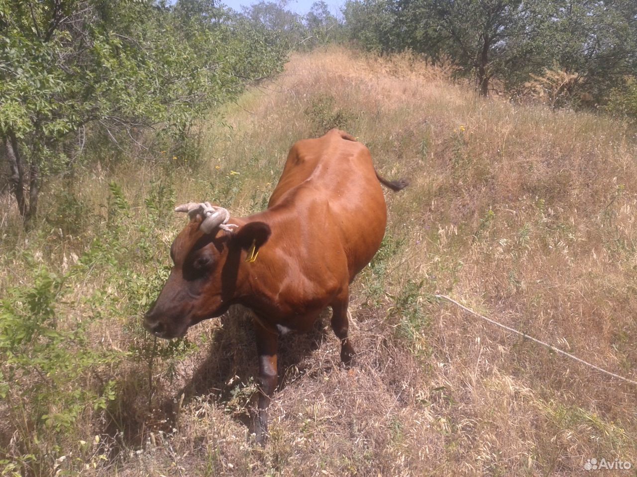 Корова и теленок купить на Зозу.ру - фотография № 5