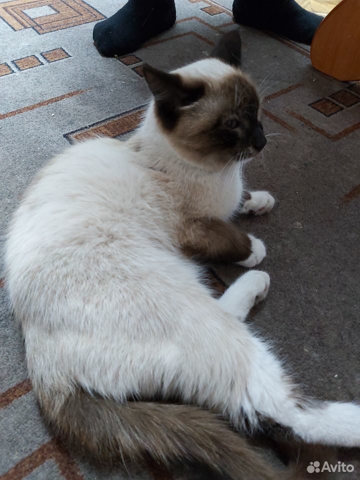 Тайский котик ищет любящих хозяев купить на Зозу.ру - фотография № 3