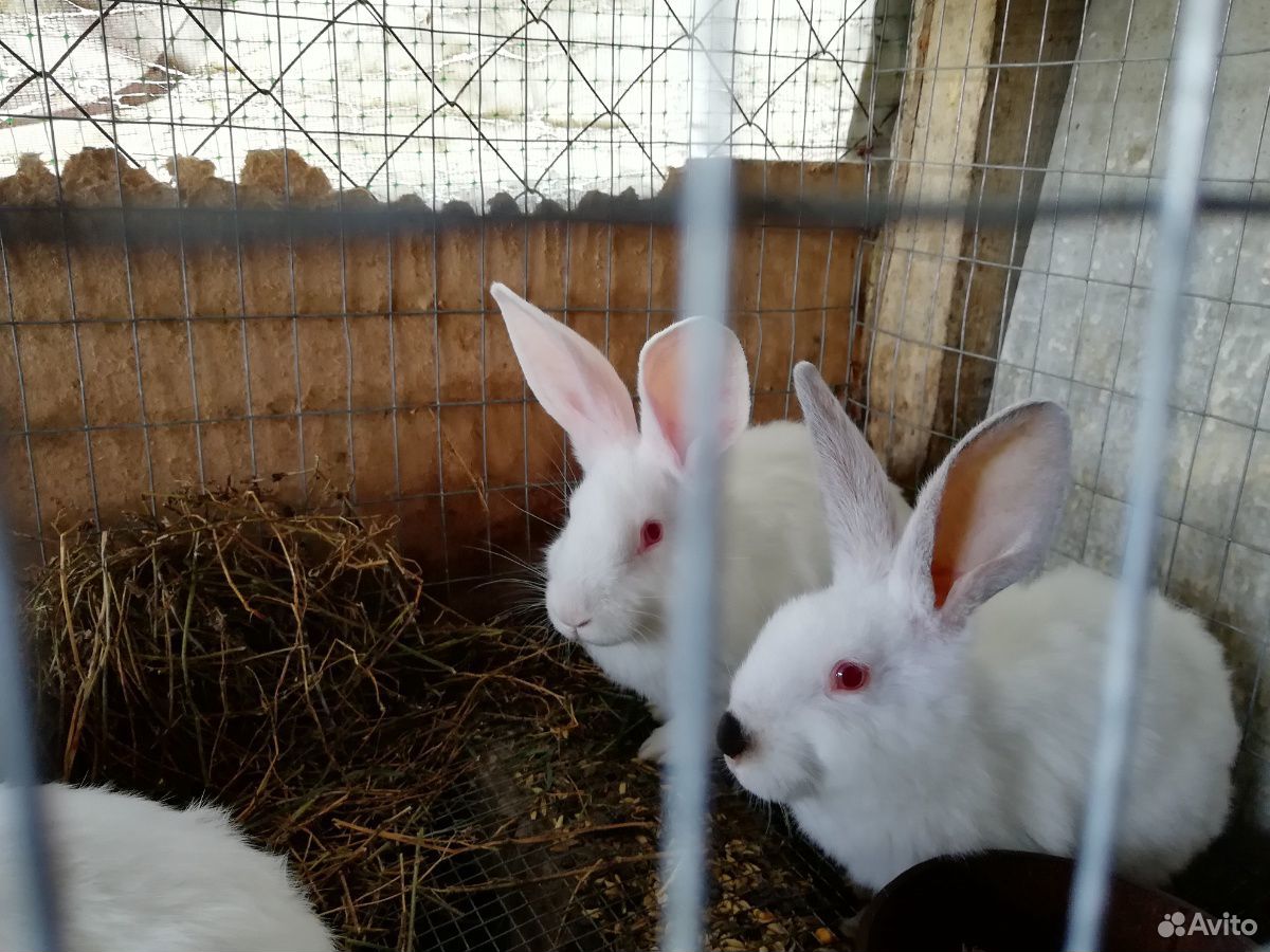 Продам кроликов калифорнийцев купить на Зозу.ру - фотография № 1