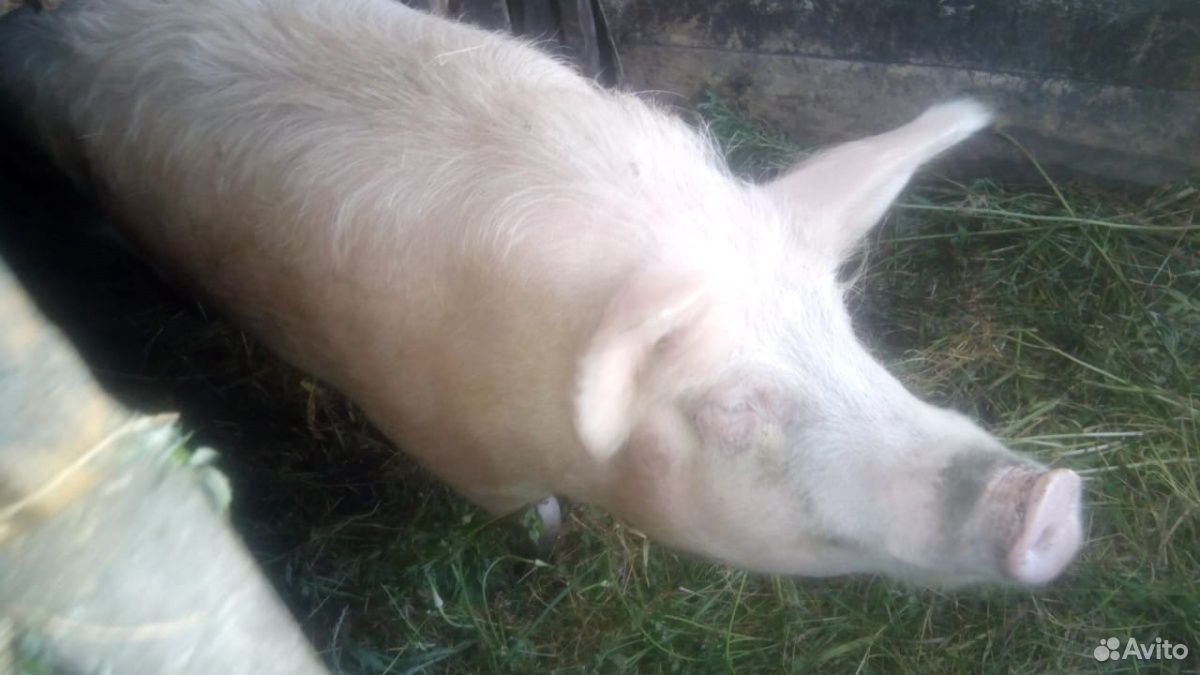 Свинья мясной породы купить на Зозу.ру - фотография № 2