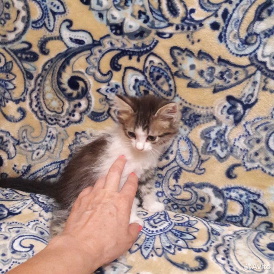 Котенок 2 месяца купить на Зозу.ру - фотография № 2