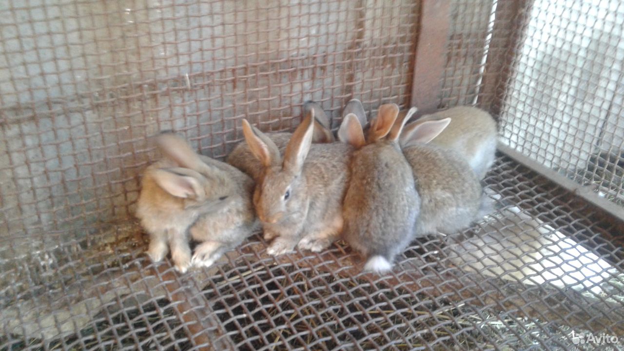 Кролики(самки и крольчата) купить на Зозу.ру - фотография № 2
