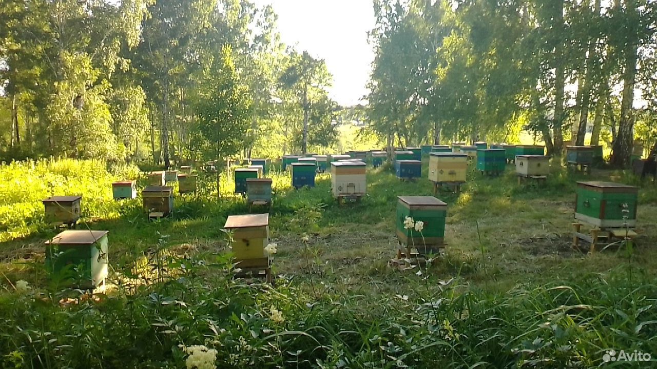 Карпатские чистопородные пчелосемьи купить на Зозу.ру - фотография № 2