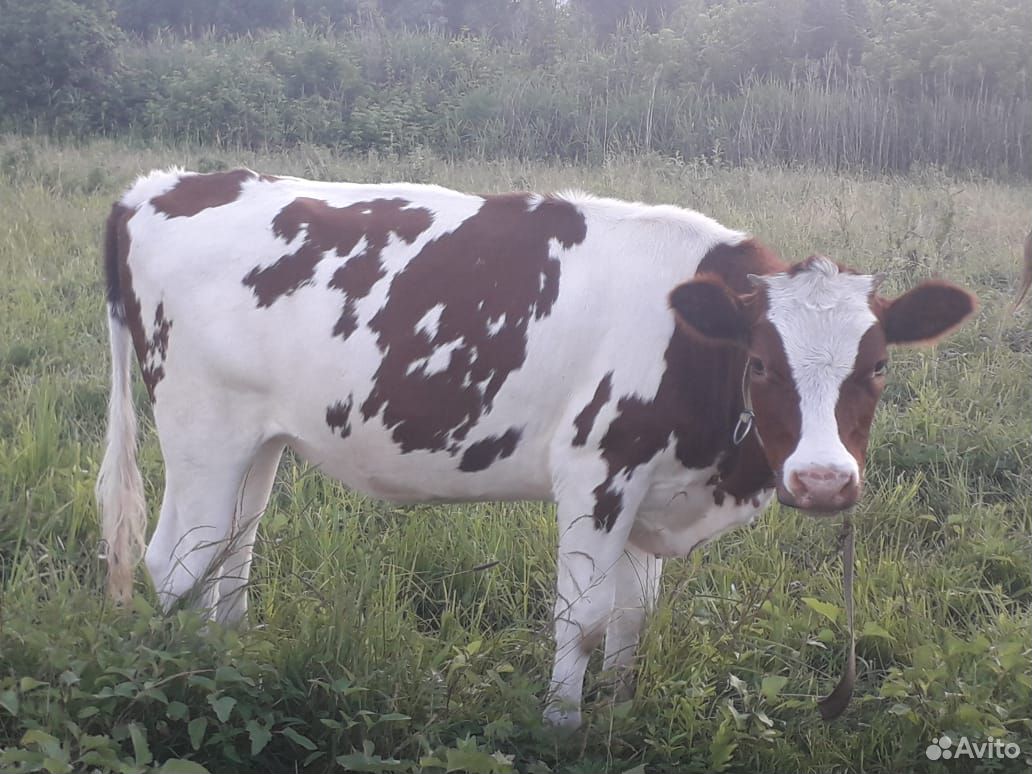 Корова и телки купить на Зозу.ру - фотография № 2